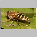 Syrphus ribesii - Grosse Schwebfliege w08.jpg